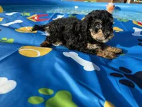 Shihpoo black and tan, a male Shihpoo for sale in Westville, FL – 2 of 10