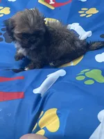 Shihtzu male, a male Shih Tzu for sale in Westville, FL – 4 of 8