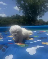Bichon male 2, a male Bichon Frise for sale in Westville, FL – 5 of 10