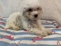 Bichon male blue, a male Bichon Frise for sale in Westville, FL – 8 of 10