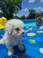 Bichon male 3, a male Bichon Frise for sale in Westville, FL – 4 of 6
