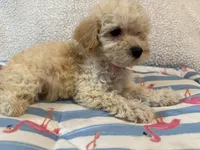 Shipoo female , a female Shih Tzu and Poodle - Miniature  for sale in Westville, FL – 4 of 10