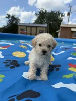 Shipoo female , a female Shihpoo for sale in Westville, FL – 4 of 10