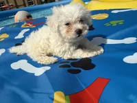 Bichon female, a female Bichon Frise for sale in Westville, FL – 3 of 7