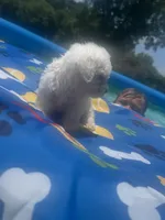 Bichon male 2, a male Bichon Frise for sale in Westville, FL – 9 of 10