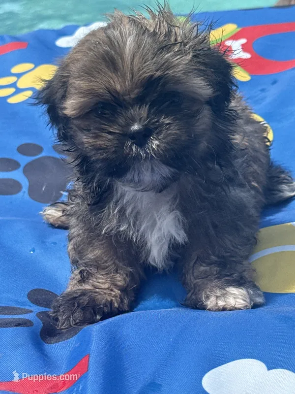 Shihtzu male – Shih Tzu puppy on hold in Westville, FL