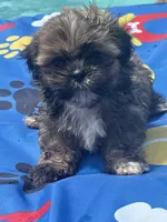 Shihtzu male, a male Shih Tzu for sale in Westville, FL – 1 of 8