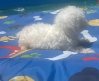 Bichon male 2, a male Bichon Frise for sale in Westville, FL – 7 of 10