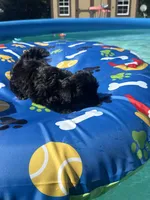 Shihtzu black male , a male Shih Tzu for sale in Westville, FL – 7 of 10