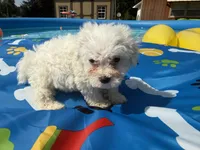 Bichon female, a female Bichon Frise for sale in Westville, FL – 2 of 7