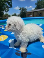 Bichon male 3, a male Bichon Frise for sale in Westville, FL – 6 of 6