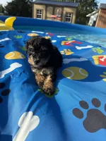 Shihpoo black and tan, a male Shihpoo for sale in Westville, FL – 10 of 10