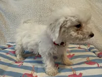 Bichon male red, a male Bichon Frise for sale in Westville, FL – 6 of 10