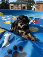 Shihpoo black and tan, a male Shihpoo for sale in Westville, FL – 6 of 10