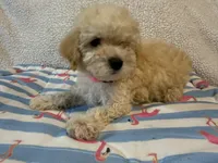 Shipoo female , a female Shih Tzu and Poodle - Miniature  for sale in Westville, FL – 5 of 10