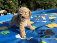 Shihpoo cream, a male Shihpoo for sale in Westville, FL – 9 of 10