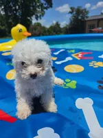 Bichon male 3, a male Bichon Frise for sale in Westville, FL – 5 of 6