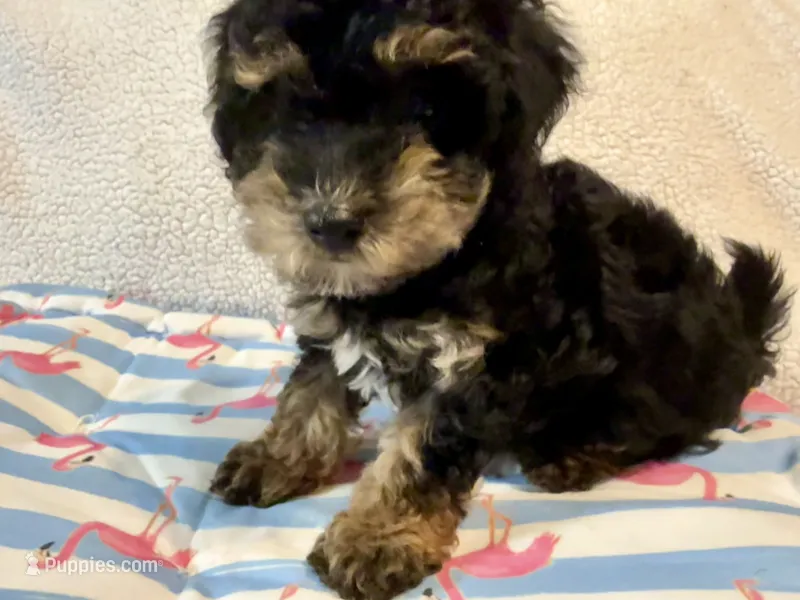 Shihpoo black and tan – Shihpoo puppy for sale in Westville, FL
