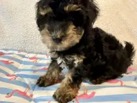 Shihpoo black and tan, a male Shih Tzu and Poodle - Miniature  for sale in Westville, FL – 1 of 10