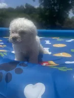 Bichon male 2, a male Bichon Frise for sale in Westville, FL – 3 of 10