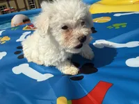 Bichon female, a female Bichon Frise for sale in Westville, FL – 7 of 7