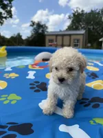 Shipoo female , a female Shihpoo for sale in Westville, FL – 3 of 10