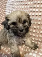 Dark green, a male Bichon Frise and Shih Tzu for sale in Westville, FL – Photo 4 of 10