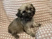 Dark green, a male Bichon Frise and Shih Tzu for sale in Westville, FL – Photo 3 of 10