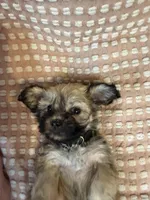 Dark green, a male Bichon Frise and Shih Tzu for sale in Westville, FL – Photo 5 of 10