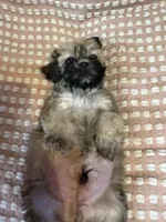 Dark green, a male Bichon Frise and Shih Tzu for sale in Westville, FL – Photo 7 of 10