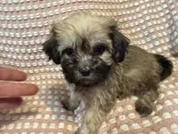 Dark green, a male Bichon Frise and Shih Tzu for sale in Westville, FL – Photo 6 of 10