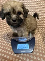 Dark green, a male Bichon Frise and Shih Tzu for sale in Westville, FL – Photo 2 of 10