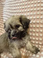 Dark green, a male Bichon Frise and Shih Tzu for sale in Westville, FL – Photo 9 of 10