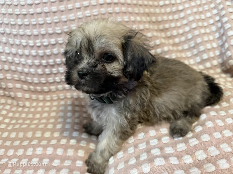 Dark green – Bichon Frise, Shih Tzu puppy for sale in Westville, FL
