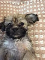 Dark green, a male Bichon Frise and Shih Tzu for sale in Westville, FL – Photo 8 of 10