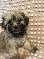 Dark green, a male Bichon Frise and Shih Tzu for sale in Westville, FL – Photo 10 of 10