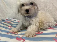 Bichon male blue, a male Bichon Frise for sale in Westville, FL – 3 of 10