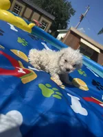 Bichon male 1, a male Bichon Frise for sale in Westville, FL – 7 of 10