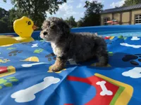 Shihpoo Merle, a male Shihpoo for sale in Westville, FL – 6 of 10
