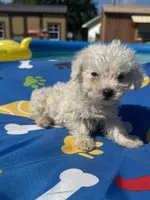 Bichon male 1, a male Bichon Frise for sale in Westville, FL – 1 of 10