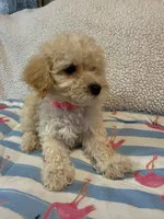 Shipoo female , a female Shih Tzu and Poodle - Miniature  for sale in Westville, FL – 6 of 10