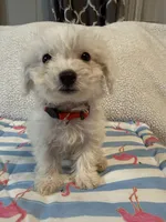 Bichon male red, a male Bichon Frise for sale in Westville, FL – 1 of 10