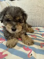 Shihpoo Merle, a male Shih Tzu and Poodle - Miniature  for sale in Westville, FL – 1 of 10