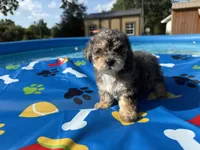 Shihpoo Merle, a male Shihpoo for sale in Westville, FL – 8 of 10