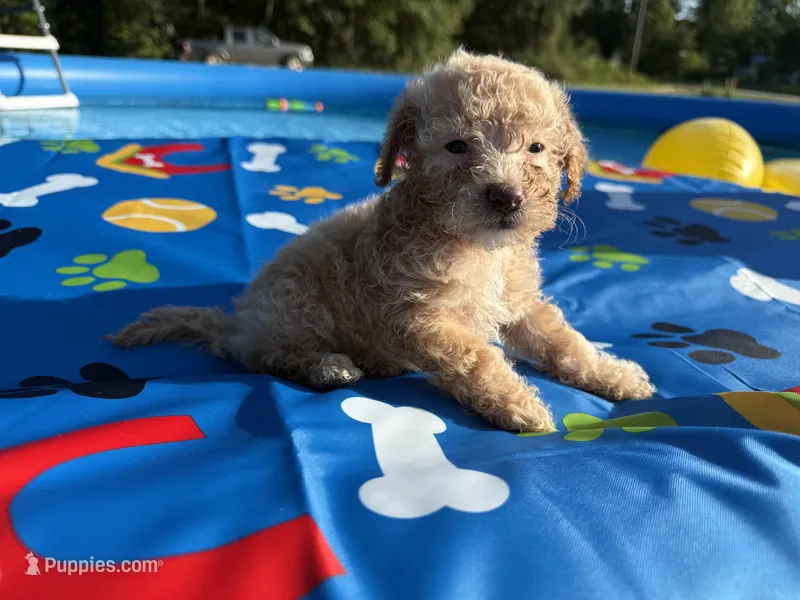 Shihpoo cream, a male Shihpoo for sale in Westville, FL – 1 of 10