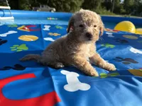 Shihpoo cream, a male Shihpoo for sale in Westville, FL – 1 of 10