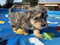 Shihpoo Merle, a male Shihpoo for sale in Westville, FL – 9 of 10