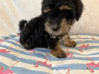 Shihpoo black and tan, a male Shih Tzu and Poodle - Miniature  for sale in Westville, FL – 9 of 10