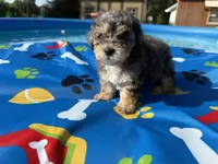 Shihpoo Merle, a male Shihpoo for sale in Westville, FL – 3 of 10