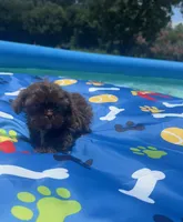 Shihtzu chocolate, a male Shih Tzu for sale in Westville, FL – 2 of 6